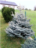Picea pungens Blue Diamond